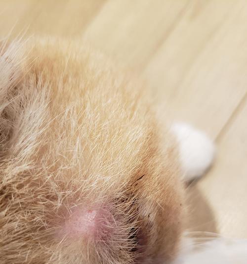 如何处理母猫有猫癣的情况下的小猫（宠物护理中的必备技能——猫癣处理）