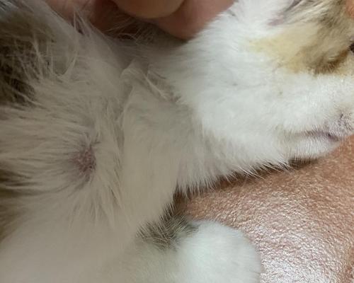如何处理母猫有猫癣的情况下的小猫（宠物护理中的必备技能——猫癣处理）