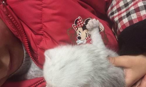 母猫只生2只小猫的故事（珍爱生命）