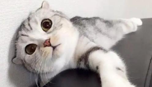 母猫咪叫声的含义（探究母猫咪叫声背后的意义与原因）