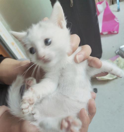 如何解决奶猫不吃猫粮问题（宠物主人必看）