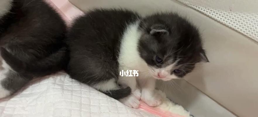 如何确定宠物奶猫的适宜饮食量（了解猫咪基本需求）