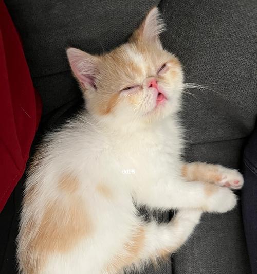 如何确定宠物奶猫的适宜饮食量（了解猫咪基本需求）