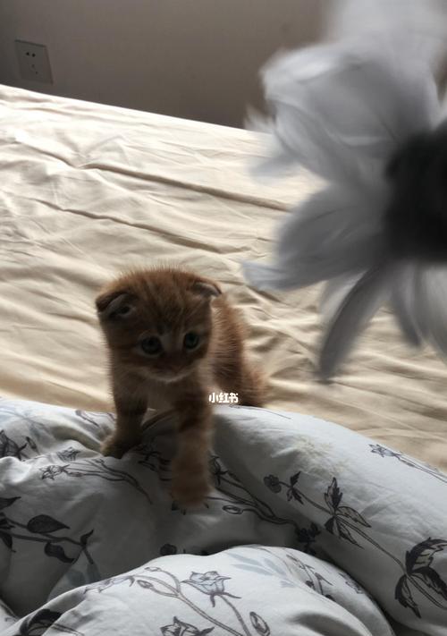 宠物奶猫的家常食谱（以家常食材为主）