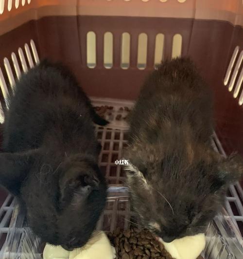 如何判断宠物奶猫的大便是否正常（通过观察颜色）