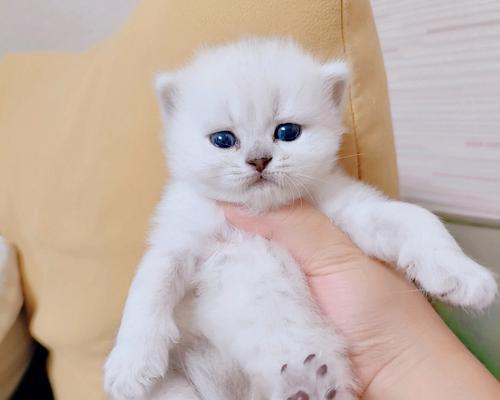 宠物猫的日常喂养（如何科学合理地喂养宠物猫）