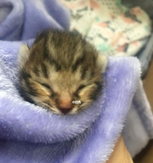 宠物猫的日常喂养（如何科学合理地喂养宠物猫）