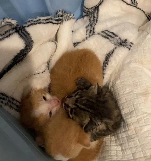 宠物奶猫的喂养方法（让奶猫健康成长的关键是正确的喂养）