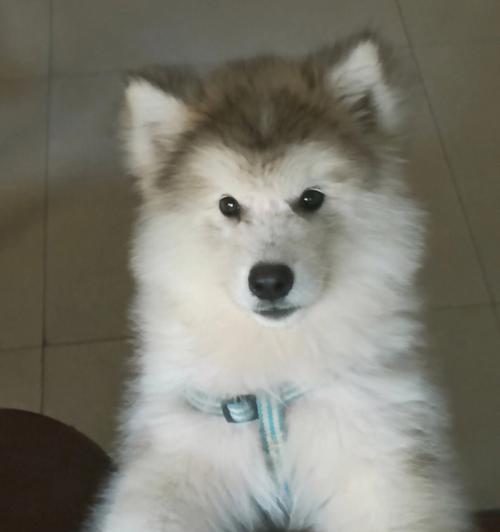 南昌阿拉斯加幼犬——宠物界的新宠（了解南昌阿拉斯加幼犬的魅力与养护技巧）