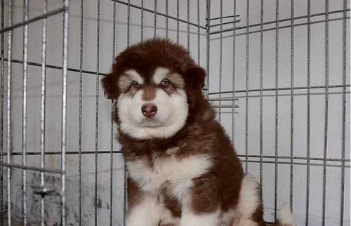 南昌阿拉斯加幼犬——宠物界的新宠（了解南昌阿拉斯加幼犬的魅力与养护技巧）