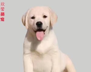 南昌西站的拉布拉多犬——一只宠物的故事（忠诚）