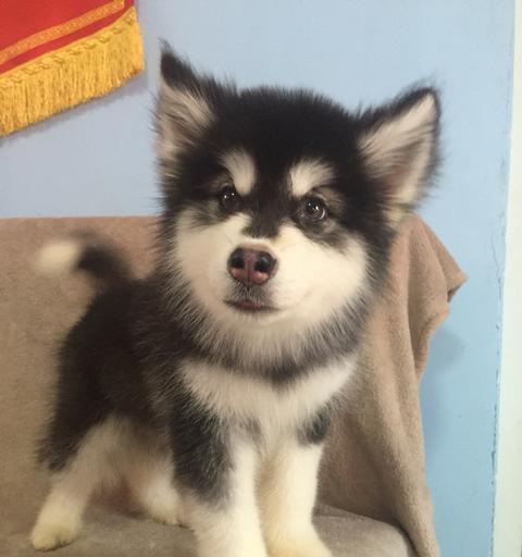 南阳阿拉斯加幼犬（从品种特点到养护技巧）