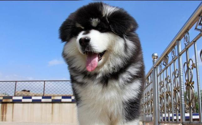 内蒙古阿拉斯加犬舍（探寻内蒙古最优质的犬舍服务）