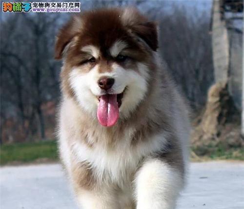 内蒙古阿拉斯加犬舍（探寻内蒙古最优质的犬舍服务）