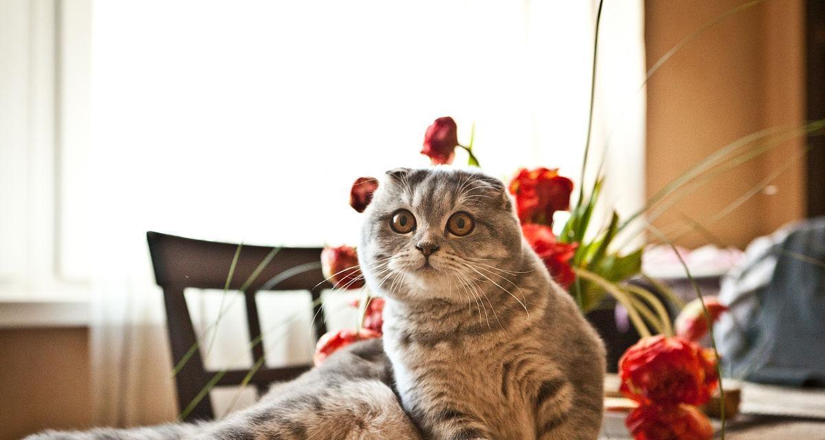 宠物中的“灵猫”——折耳猫（解密折耳猫的奔跑能力与训练技巧）
