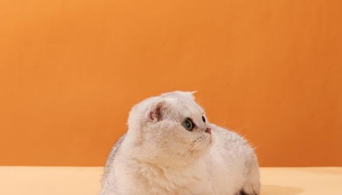 宠物中的“灵猫”——折耳猫（解密折耳猫的奔跑能力与训练技巧）