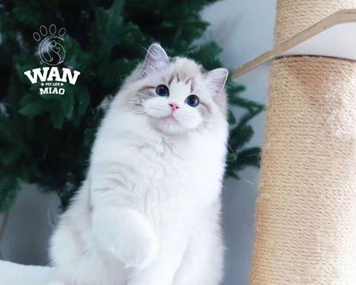 布偶猫的屁股毛该剃还是不该剃（给布偶猫剃屁股毛需要注意什么）
