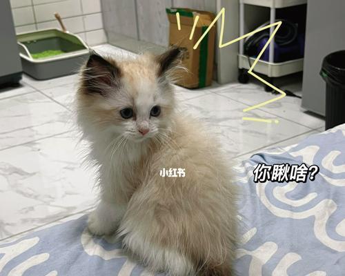 布偶猫的屁股毛该剃还是不该剃（给布偶猫剃屁股毛需要注意什么）