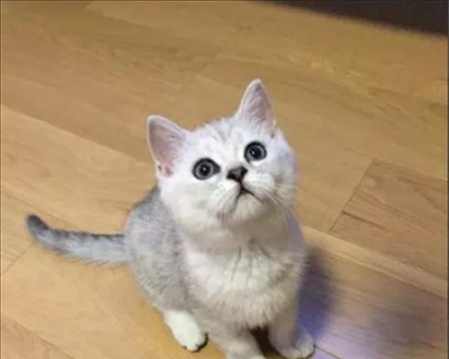 能咬折耳猫的耳朵吗（探索折耳猫的遗传缺陷和健康问题）