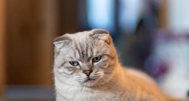 能咬折耳猫的耳朵吗（探索折耳猫的遗传缺陷和健康问题）