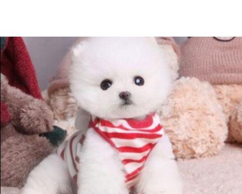 年迈的宠物狗如何保持健康（为老狗提供的适宜饮食和营养补给）