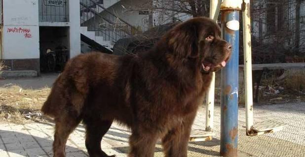 纽芬兰犬最美的时刻（以宠物为主）