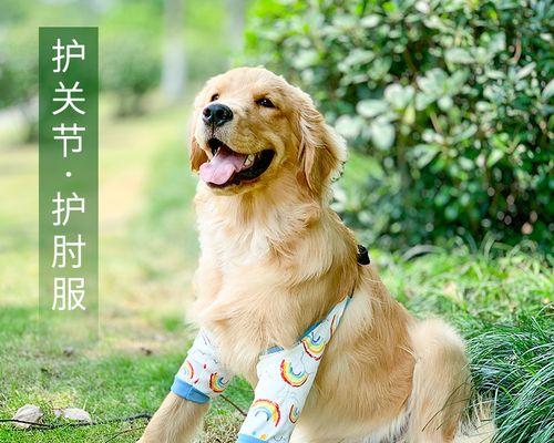 养拉布拉多金毛是否适合在农村生活（以宠物为主）