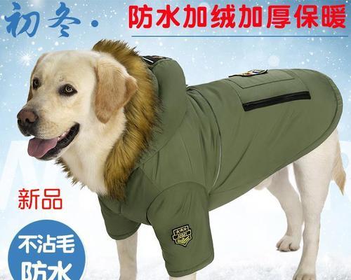 养拉布拉多金毛是否适合在农村生活（以宠物为主）