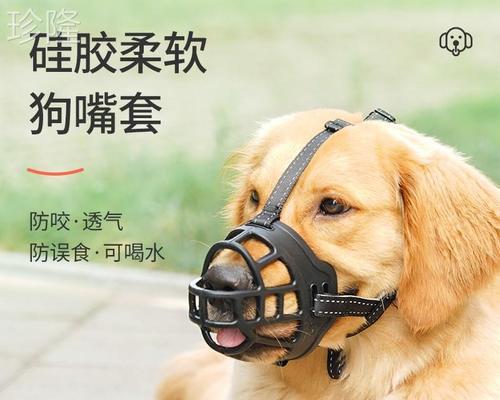 养拉布拉多金毛是否适合在农村生活（以宠物为主）