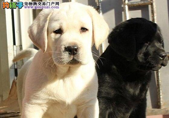 《农村生活中的忠诚伴侣——一岁拉布拉多犬》（关于家养宠物狗的故事和经验分享）