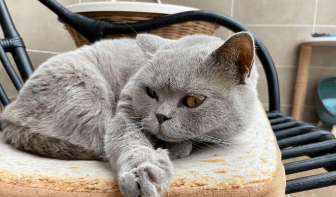 探究女性养猫的真正意义（以宠物为主）