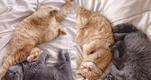 探究女性养猫的真正意义（以宠物为主）