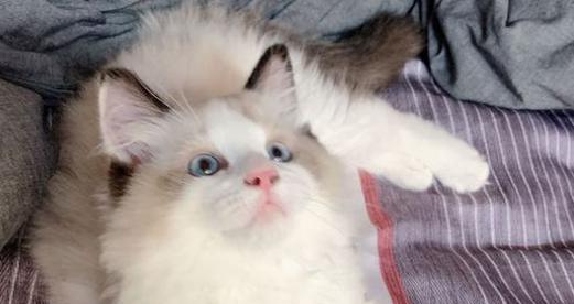 七个月布偶猫的成长过程（从萌新到青年期）
