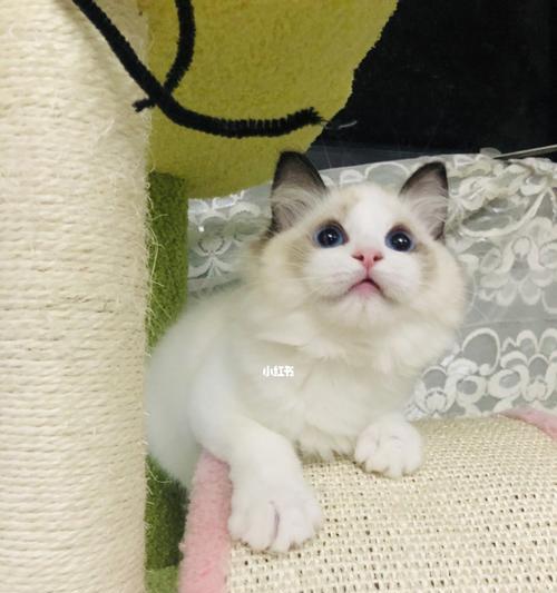 七个月布偶猫的成长过程（从萌新到青年期）