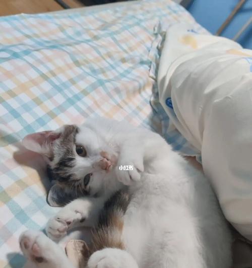 七个月大的猫咪如何科学饮食（宠物养护之路）