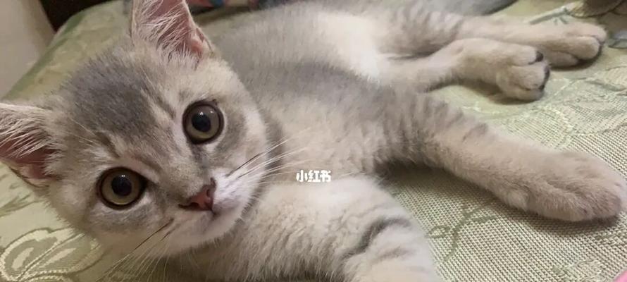 七个月大的猫咪如何科学饮食（宠物养护之路）