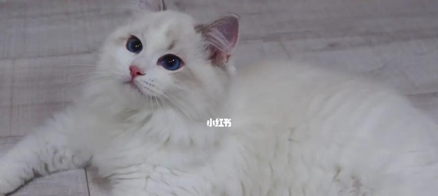 七个月布偶猫的体重情况（探究布偶猫体重变化的原因和调控方法）