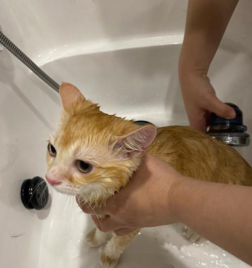猫咪洗澡的正确方法（多久洗一次）