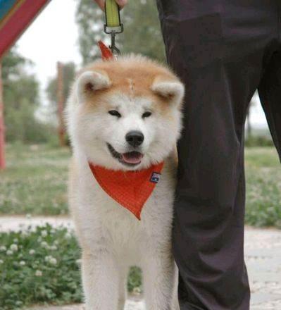 秋田犬喜欢咬什么（探寻秋田犬口爱的玩具和习惯）