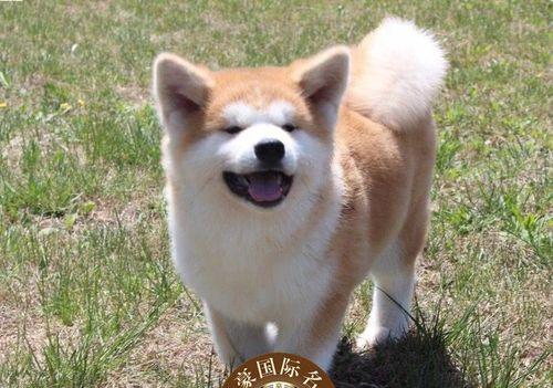 秋田犬喜欢咬什么（探寻秋田犬口爱的玩具和习惯）