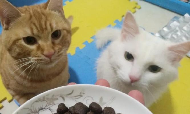 全猫粮小猫也能吃吗（了解全猫粮的营养成分和小猫的需求）