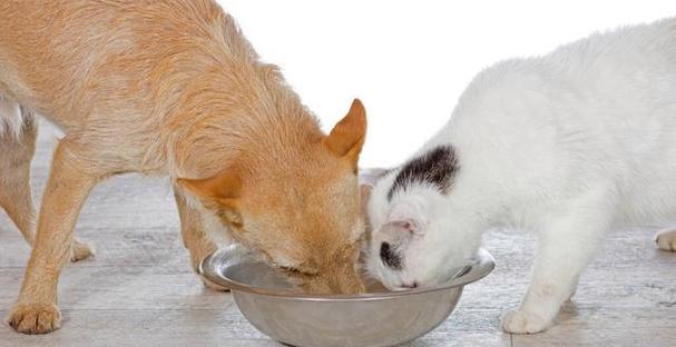全猫粮小猫也能吃吗（了解全猫粮的营养成分和小猫的需求）