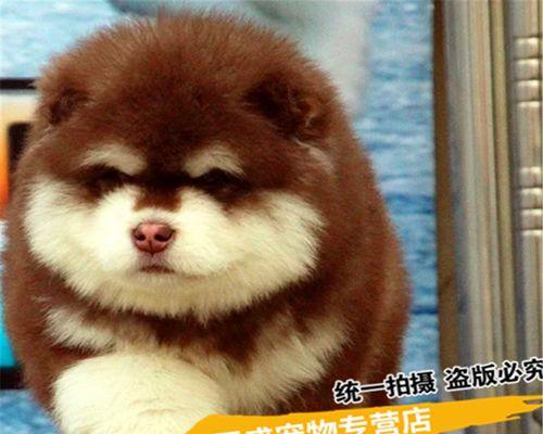 白色阿拉斯加犬——优雅、聪明的宠物选择（以全身白色的阿拉斯加犬为主题）