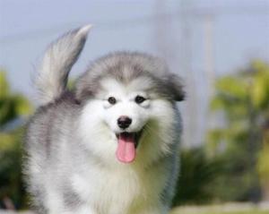 白色阿拉斯加犬——优雅、聪明的宠物选择（以全身白色的阿拉斯加犬为主题）