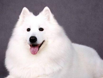 白色阿拉斯加犬——优雅、聪明的宠物选择（以全身白色的阿拉斯加犬为主题）