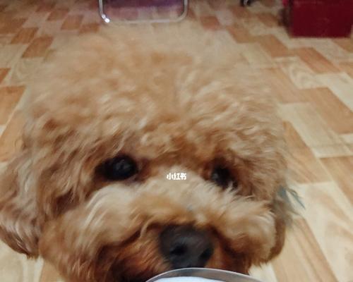 全脂羊奶粉狗狗能吃吗（了解狗狗的饮食需求与限制）