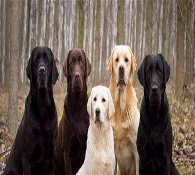 以犬舍一般都养多少条犬为主题的探讨（犬舍管理规范）