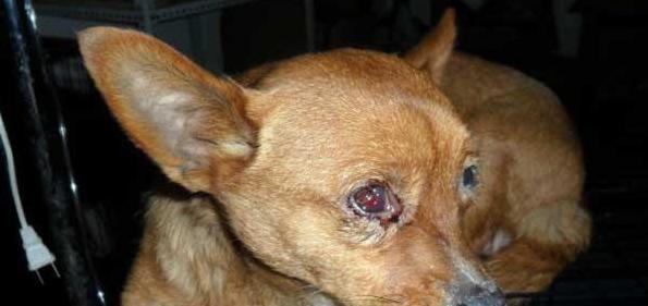 如何应对犬瘟狗狗抽搐（宠物护理）