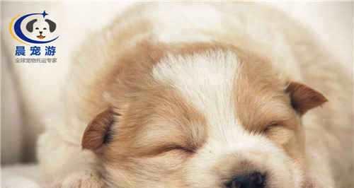 如何应对犬瘟狗狗抽搐（宠物护理）