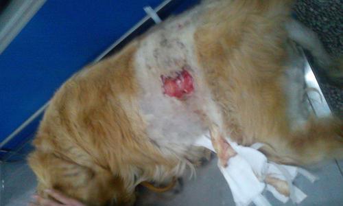 如何应对犬瘟狗狗抽搐（宠物护理）
